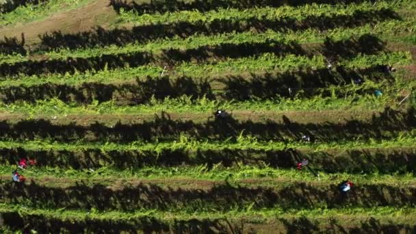 Harvesting grapevine in vineyard, aerial view of winery estate in Europe, workers pick grapes, aerial view — Stock Video
