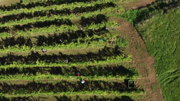 Cosechando vid en viñedo, vista aérea de la bodega en Europa, los trabajadores recogen uvas, vista aérea — Vídeo de stock