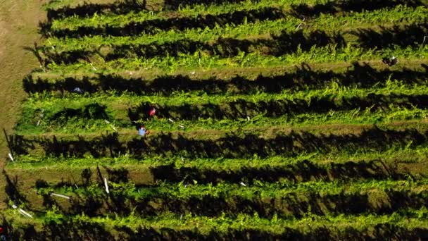 Zbieranie winorośli w winnicy, widok lotniczy posiadłości winiarskiej w Europie, pracownicy wybierają winogrona, widok z lotu ptaka — Wideo stockowe