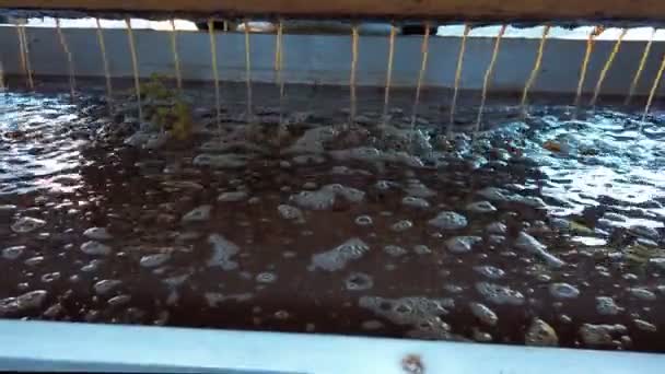 Jus de raisin sortant d'une presse, processus de vinification, pressage de la vigne, gros plan — Video