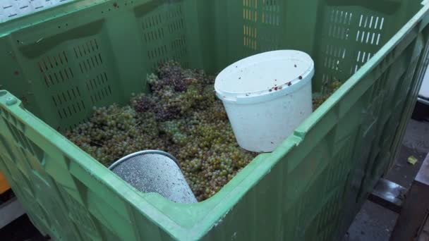 Grapes in bucket ready to be squeezed, vinery and harvest concept — Stock Video