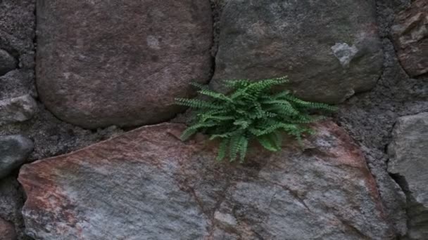 Bujna zielona paproć rosnąca na starej kamiennej ścianie — Wideo stockowe