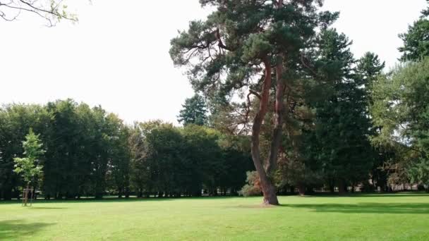 Majestuoso pino en parque público — Vídeo de stock