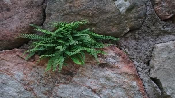 Lush green fern growing on old stone wall — Stock Video
