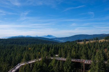 Ağaçların tepesinde yürüyüş, ağaçların tepesinde yürüyüş, ormanların arasında yaya köprüsü, doğada macera.