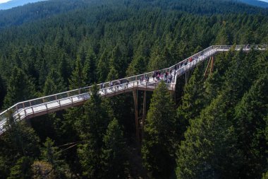 Ağaçların tepesinde yürüyüş, ağaçların tepesinde yürüyüş, ormanların arasında yaya köprüsü, doğada macera.