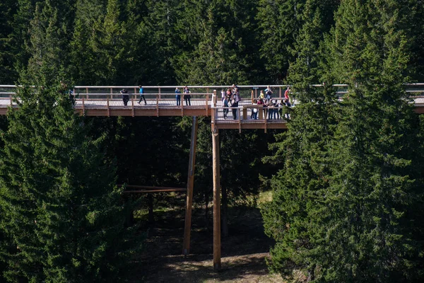 Tree canopy walk, treetop walkway, footbridge through the forest, adventure in nature