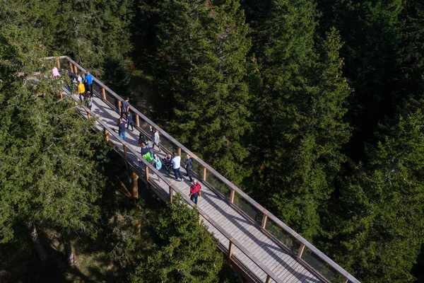 Caminhada de copa de árvore, passarela de copa de árvore, passarela pela floresta, aventura na natureza — Fotografia de Stock