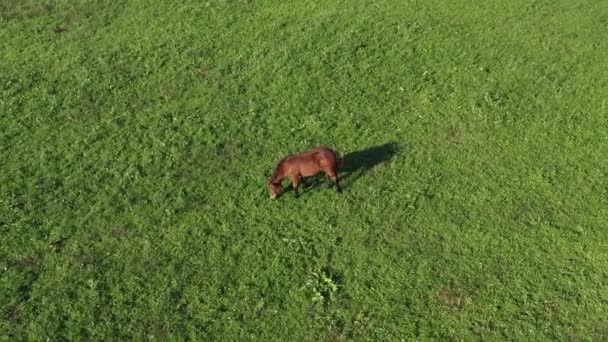 Braunes Pferd auf grüner Weide — Stockvideo