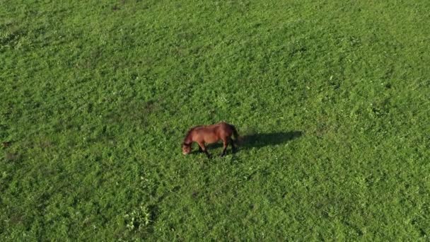 Bruin paard op de groene weide — Stockvideo