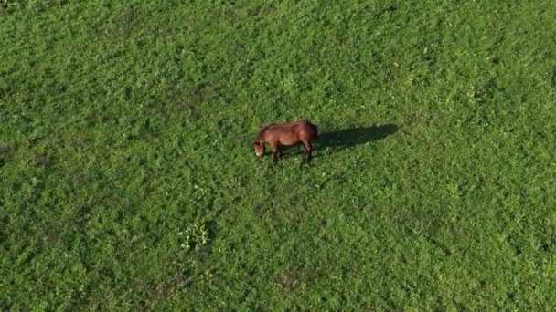 Braunes Pferd auf grüner Weide — Stockvideo