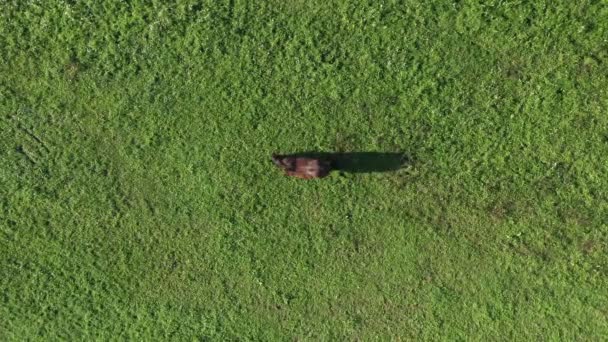 Cheval brun sur pâturage vert 