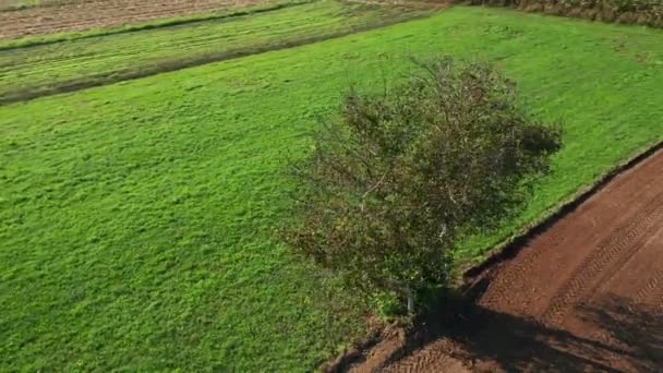 Eenzame boom in landbouwgrond, groene weide en bruin, geploegd veld — Stockvideo