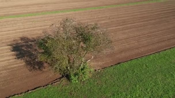 農地、緑の牧草地、茶色、耕起畑に一本の木 — ストック動画