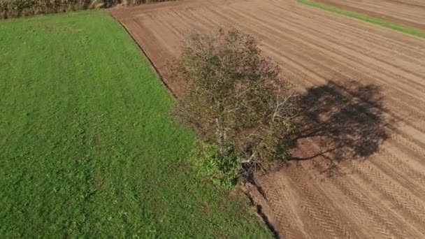 Tarlada tek başına bir ağaç, yeşil çayır ve kahverengi tarla. — Stok video