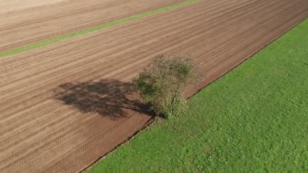Lone tree in farmland, green meadow and brown, ploughed field — Stock Video