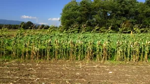 Campuran lahan pertanian dengan jagung, sayur-sayuran dan pohon di latar belakang — Stok Video
