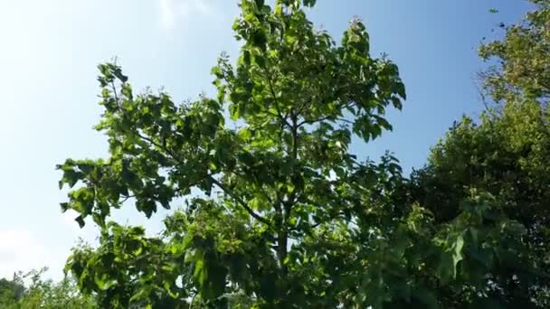 Branches d'arbres balancent dans le vent, vue aérienne sur drone — Video