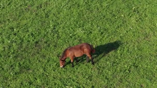 Cheval brun sur pâturage vert 