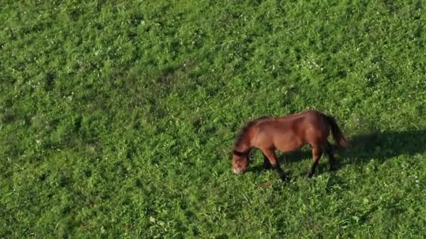 Cavalo marrom em pasto verde — Vídeo de Stock