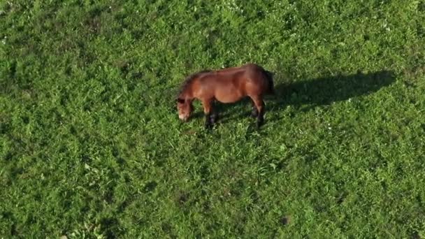 Braunes Pferd auf grüner Weide — Stockvideo