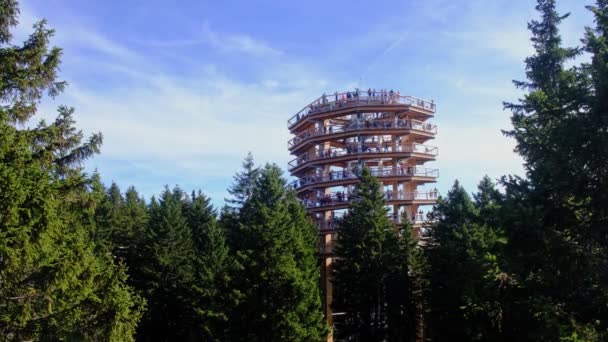 Tour au-dessus de la forêt, balade dans les bois, sentier s'élève haut au-dessus des arbres — Video