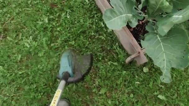 Tagliare l'erba con trimmer di spago, punto di vista ravvicinato, nessuno — Video Stock