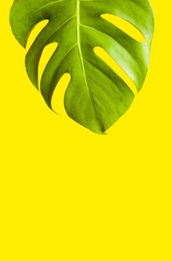 parlak sarı arka plan taze yeşil egzotik monstera yaprağı
