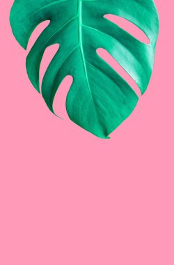 Pastel pembe arka plan turkuaz egzotik monstera yaprağı