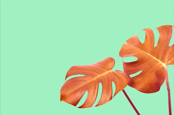 Exotische Oranje Monstera Verlaat Pastel Groene Achtergrond — Stockfoto