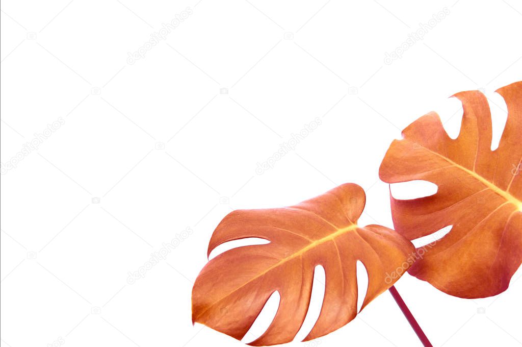 Orange exotic monstera leaves isolated on white background