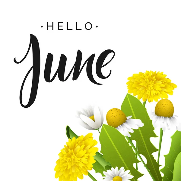 Belettering Hello June Met Gele Paardebloemen Camomiles Witte Achtergrond — Stockvector