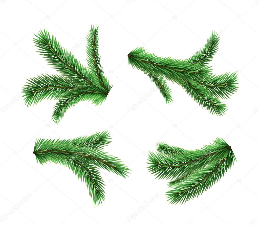 Set of vector realistic detailed fir branches isolated on white background. Christmas tree, spruce branches, pine.