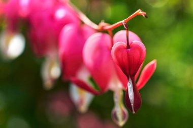 Kanayan kalp, Asyalı kanayan kalp Çiçek