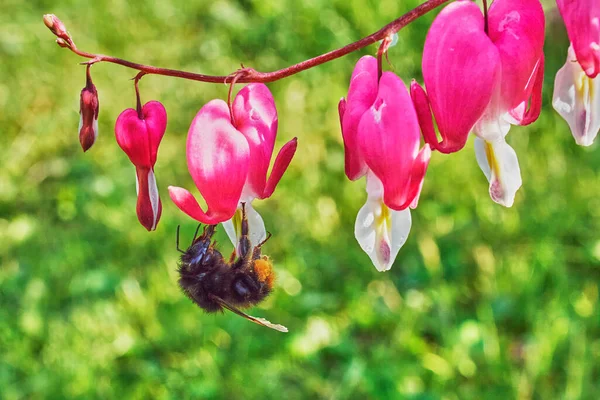 Yaban arısı pembe bir çiçekten nektar içer.
