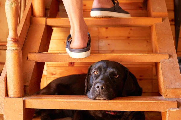 Bir adam sandaletle ahşap bir merdivene tırmanıyor. Köpek merdivenlerin altında yatıyor..