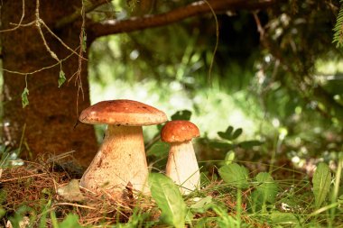 Ormanda ladin altında Porcini mantarları