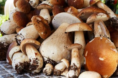 Masada yeni toplanmış Porcini mantarları
