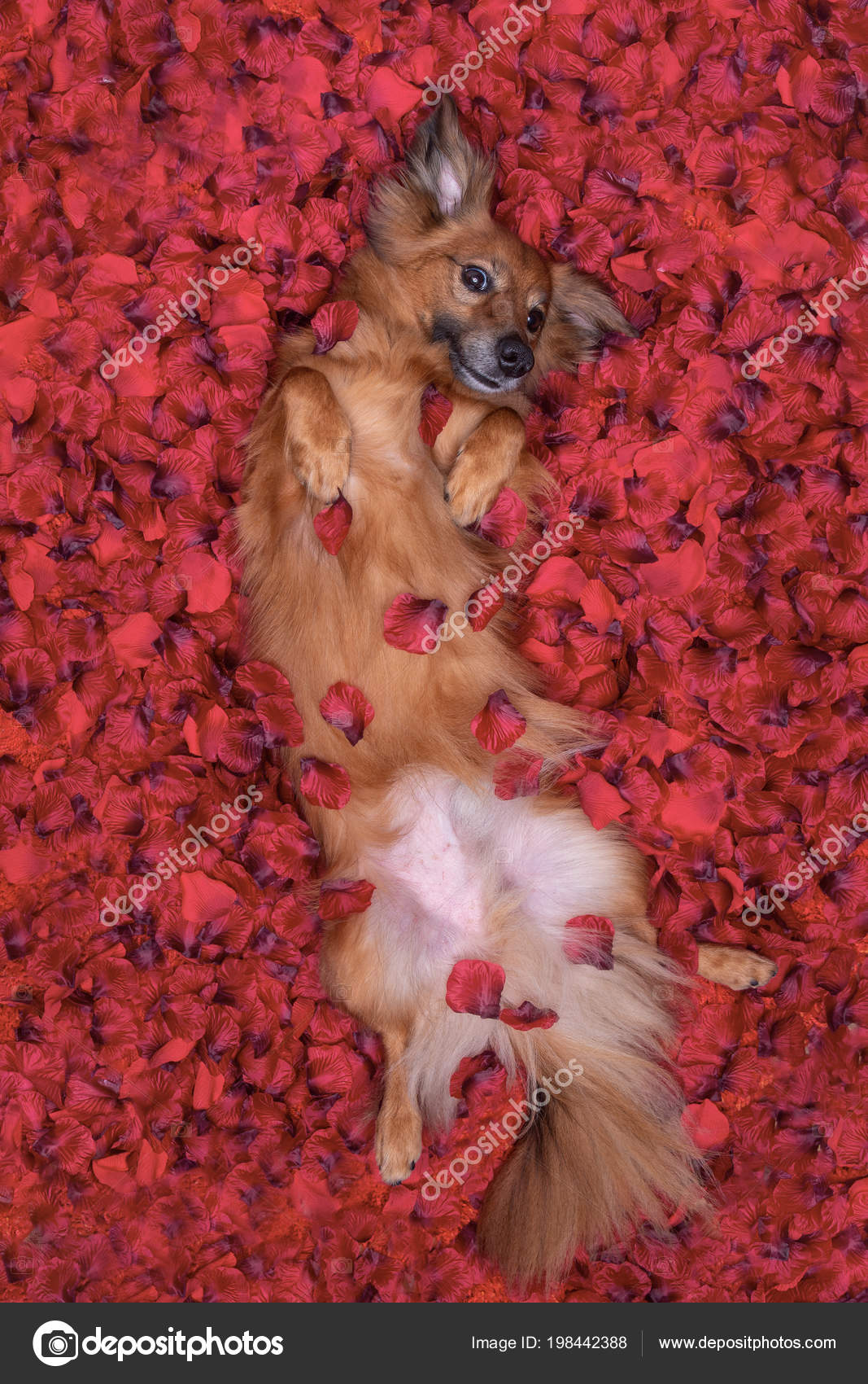 Nice Funny Dog Lying Bed Full Red Flower Petals Background Stock Photo Image By C Maforche