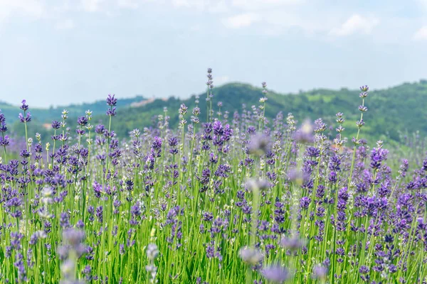 Selective Focus Lavender Flower Flower Fileds — Stock Photo, Image