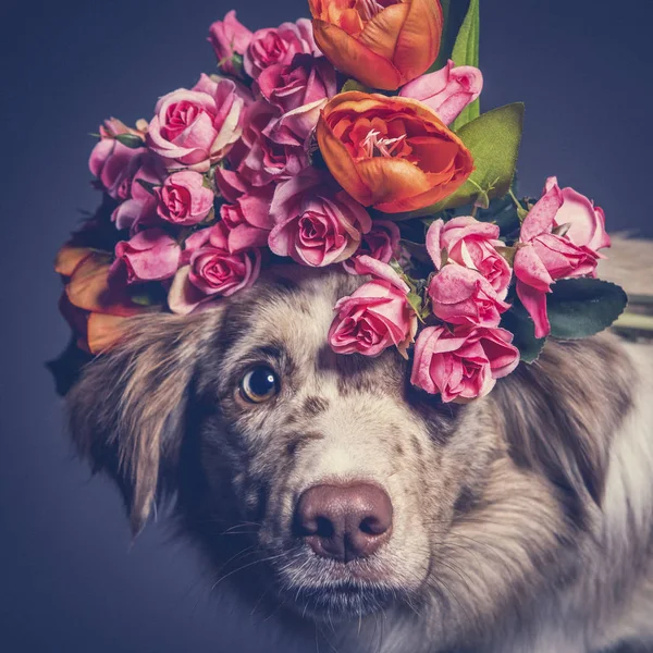 Australian shepherd  dog in a flower crown. Close portrait.