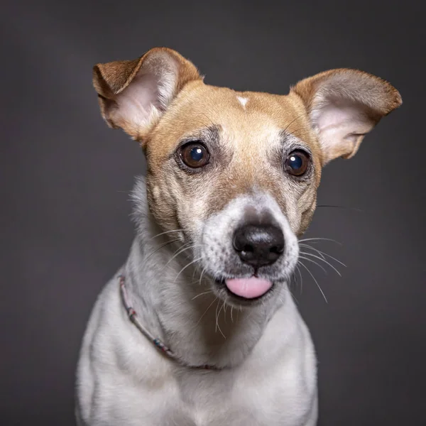 Jack Russell Cão Retrato Com Língua Para Fora Engraçado Rosto — Fotografia de Stock