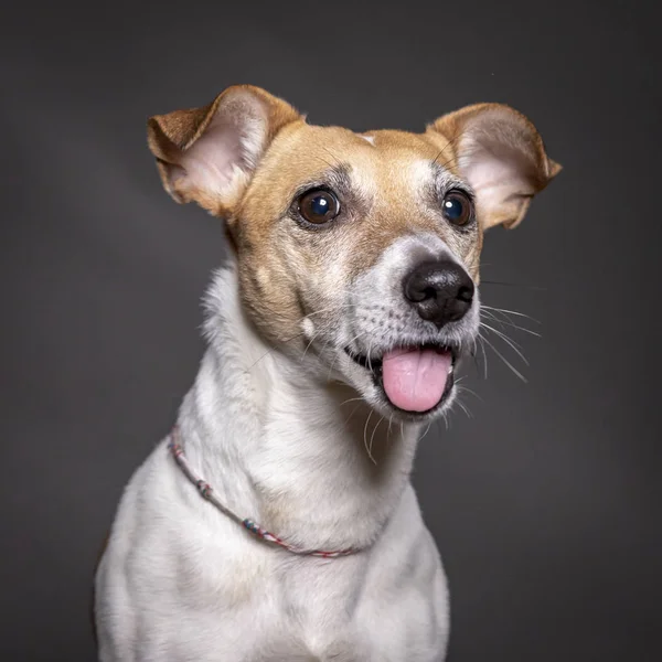 Jack Russell Cão Retrato Com Língua Para Fora Fundo Cinza — Fotografia de Stock