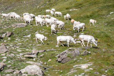 İtalyan dağlarda Piedmont beyaz inekler