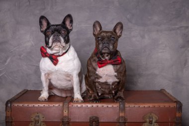 iki Fransız buldozer gri bir arka planda oturan kırmızı kravat ile poz