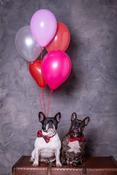 Zwei Französische Bulldoggen Posieren Mit Roter Krawatte Und Bunten Luftballons — Stockfoto