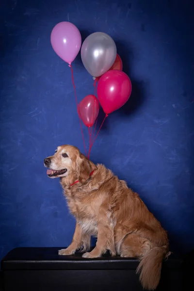 Happy golden retrievr dog  sitting with coloured balloons, blue — Stock Photo, Image