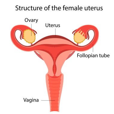 Structure of the female uterus clipart