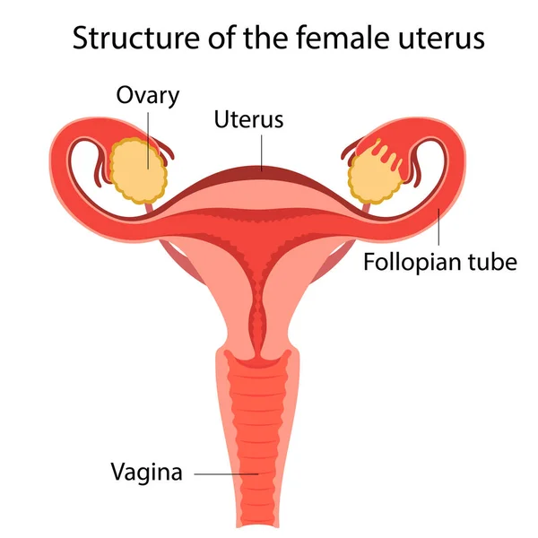 Struktura ženské dělohy Vektorová Grafika