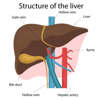 Karaciğer yapısının bozulması